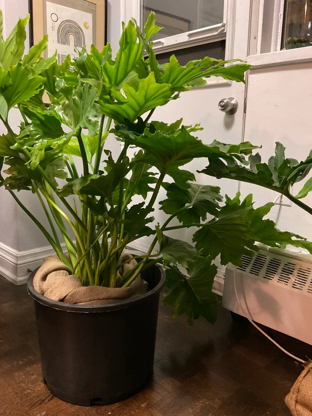 Two large Tree Philodendron plants thumbnail