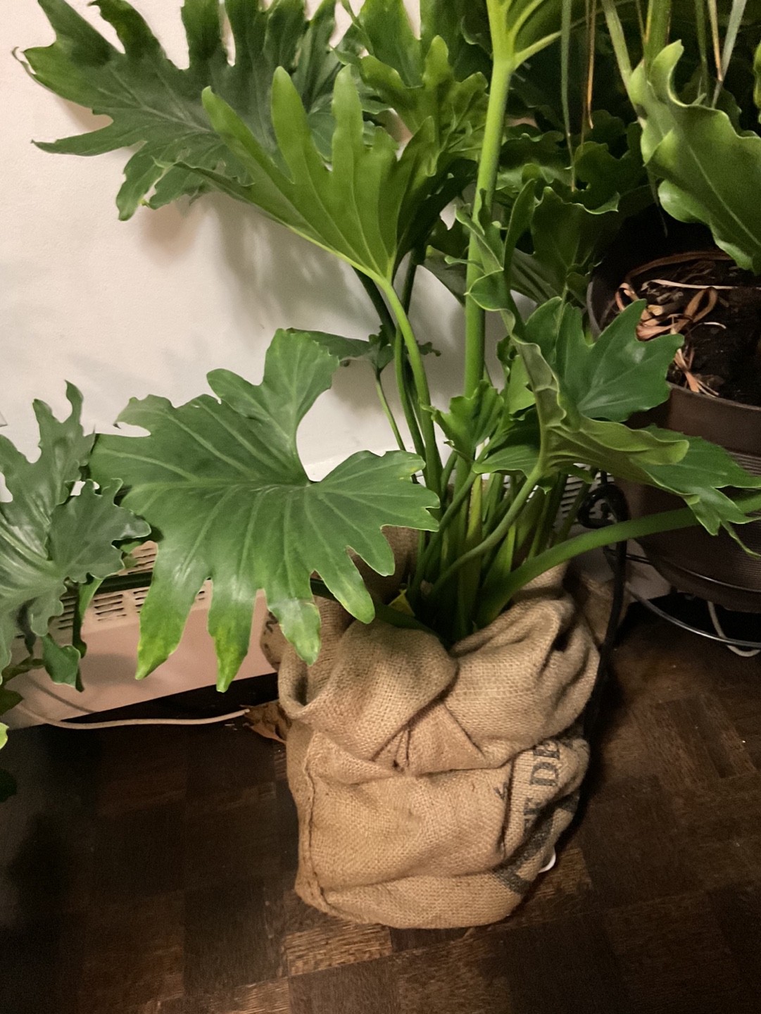 Two large Tree Philodendron plants - photo 2