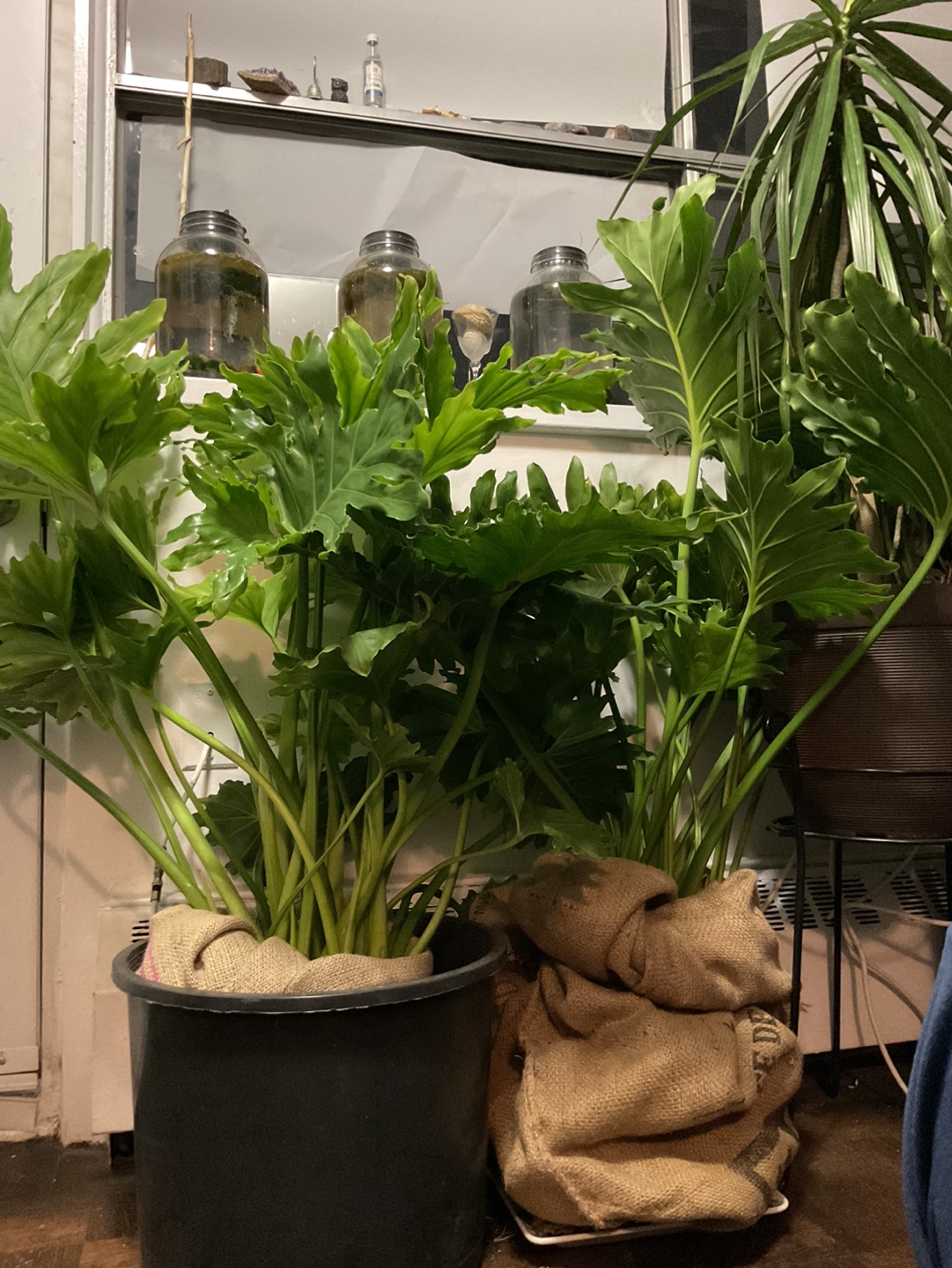 Two large Tree Philodendron plants - photo 4