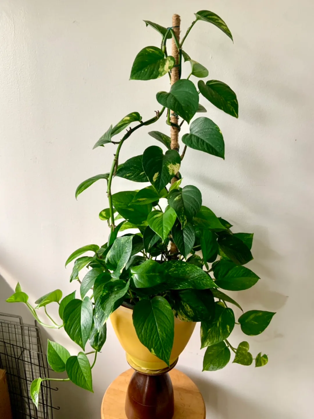 Extra Large Beautiful Pothos Money plant. thumbnail