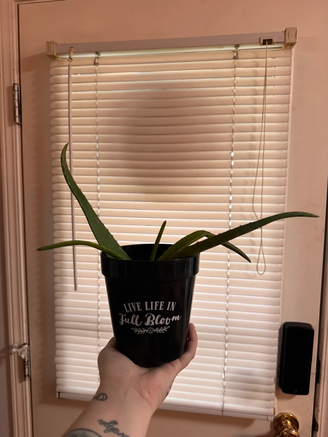 FREE Aloe and pot thumbnail