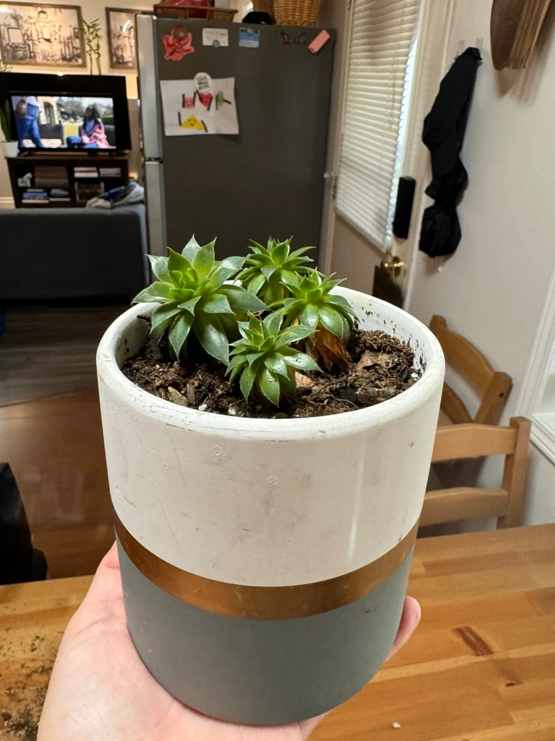 FREE plant and pot thumbnail