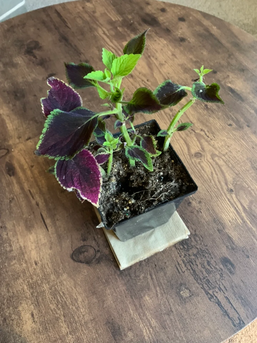 Coleus #freecycle thumbnail