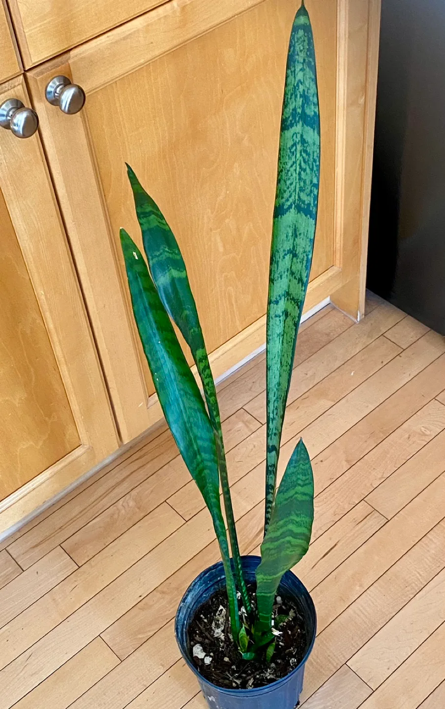 Healthy Snake Plant thumbnail