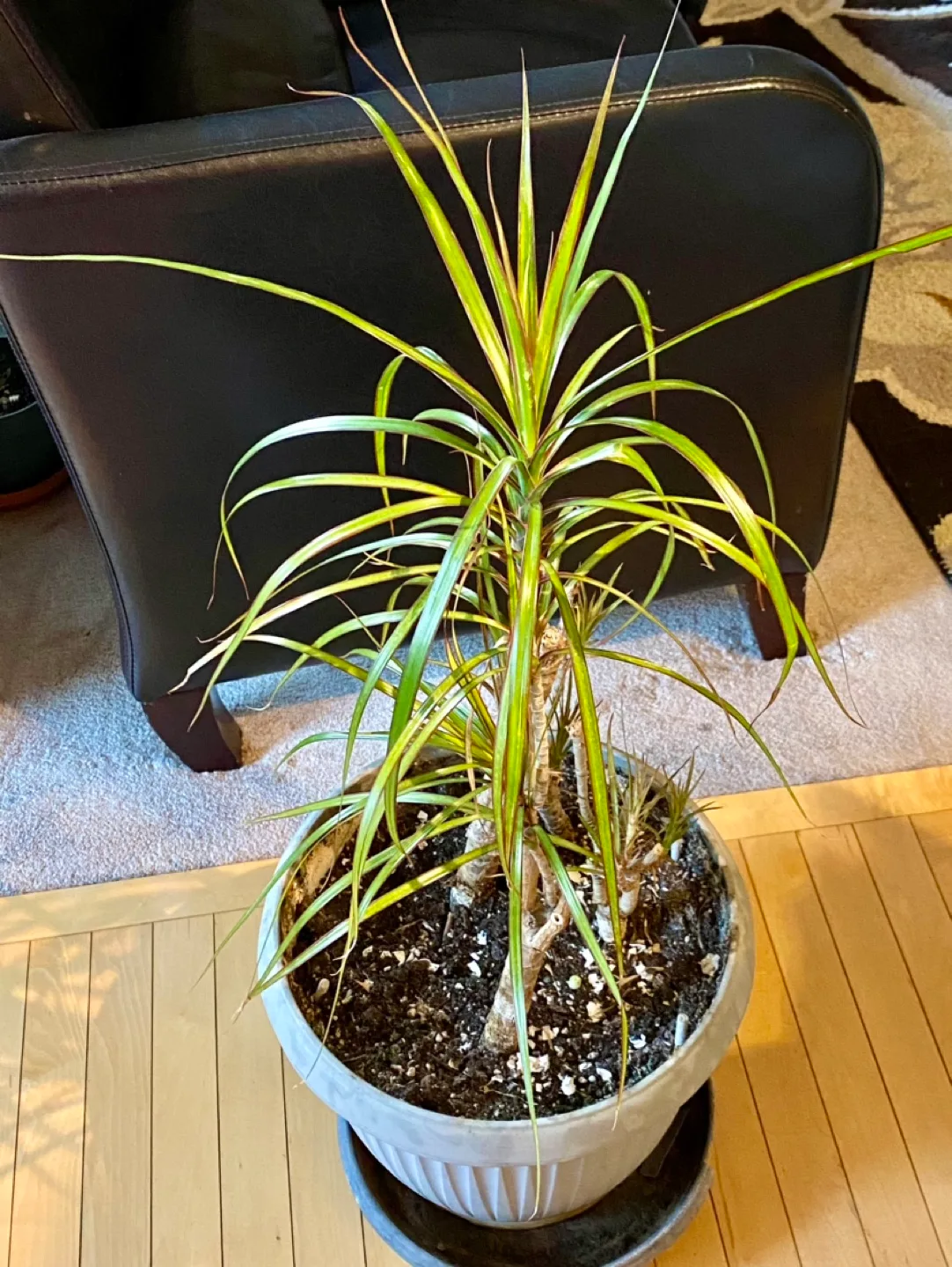 Dracaena Marginata Plant thumbnail