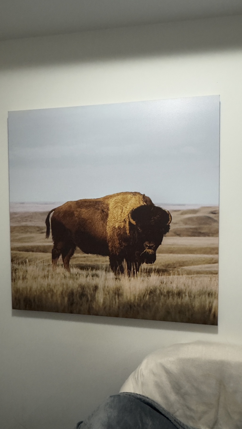 Large Canvas Bison Artwork