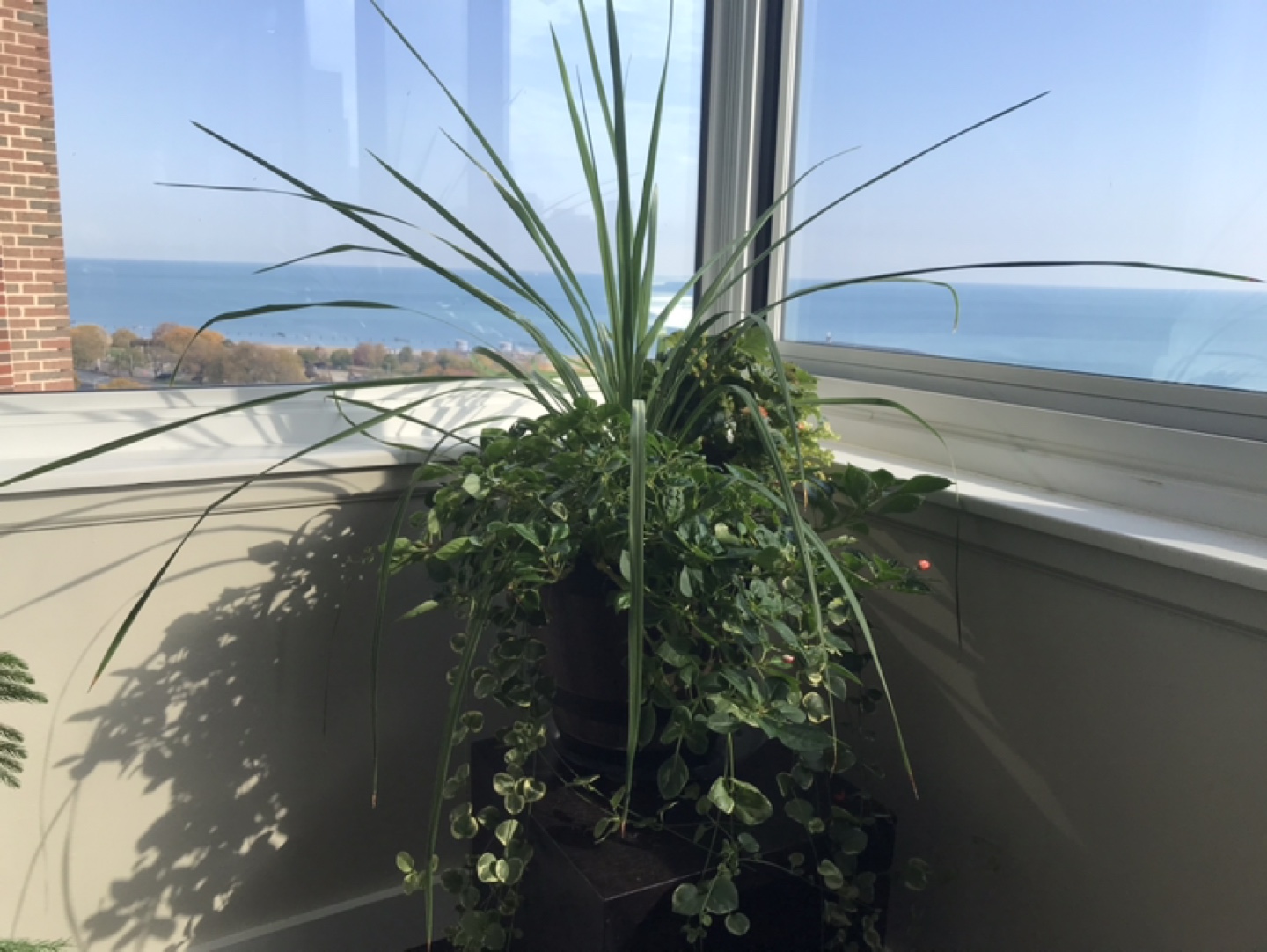 Large Potted Plant #freecycle - photo 2