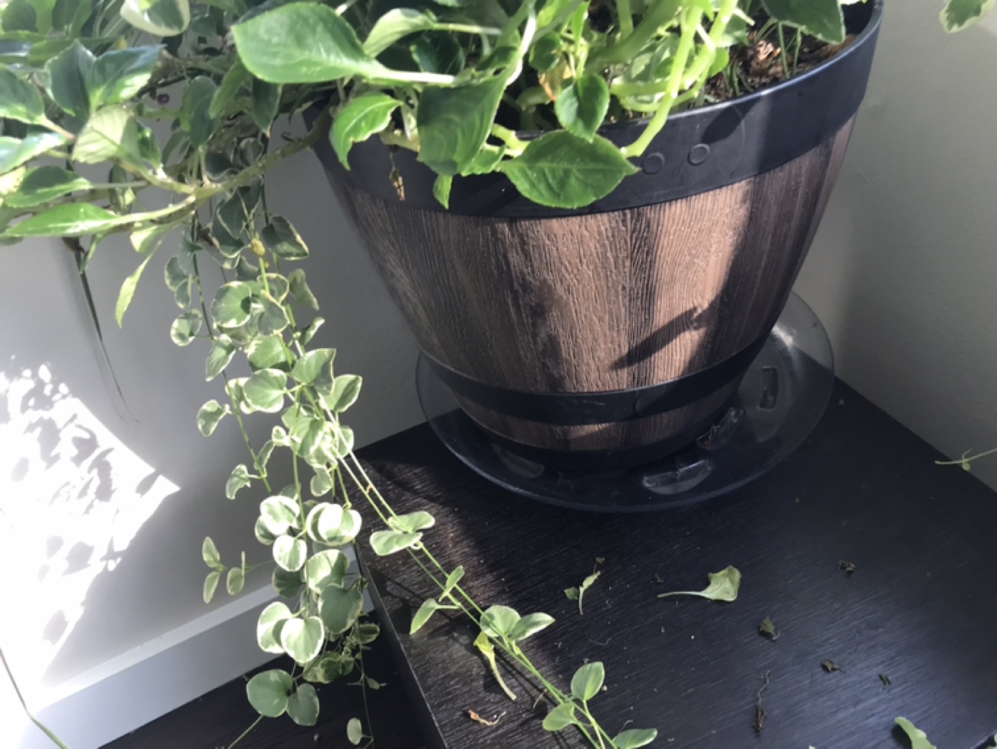 Large Potted Plant #freecycle - photo 3