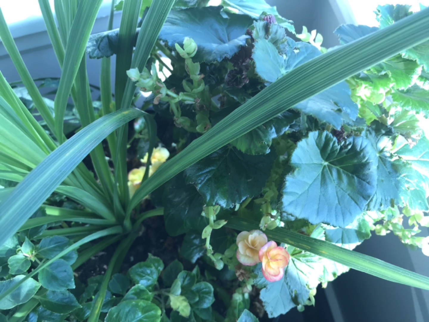 Large Potted Plant #freecycle