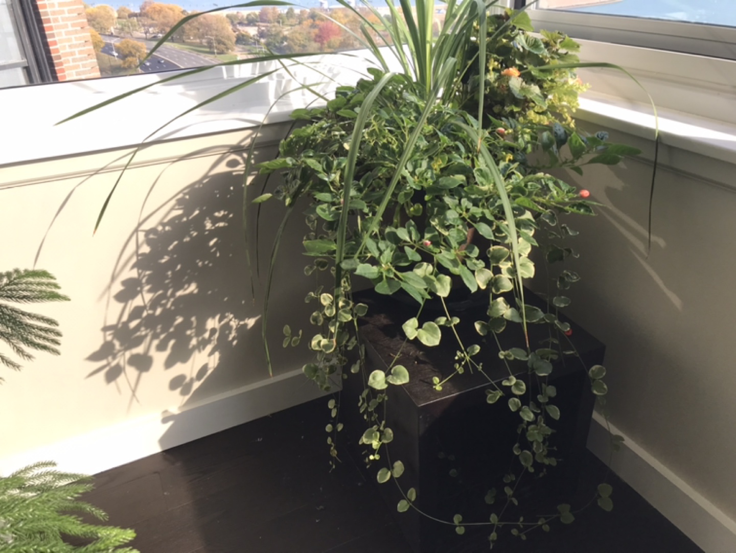 Large Potted Plant #freecycle - photo 4