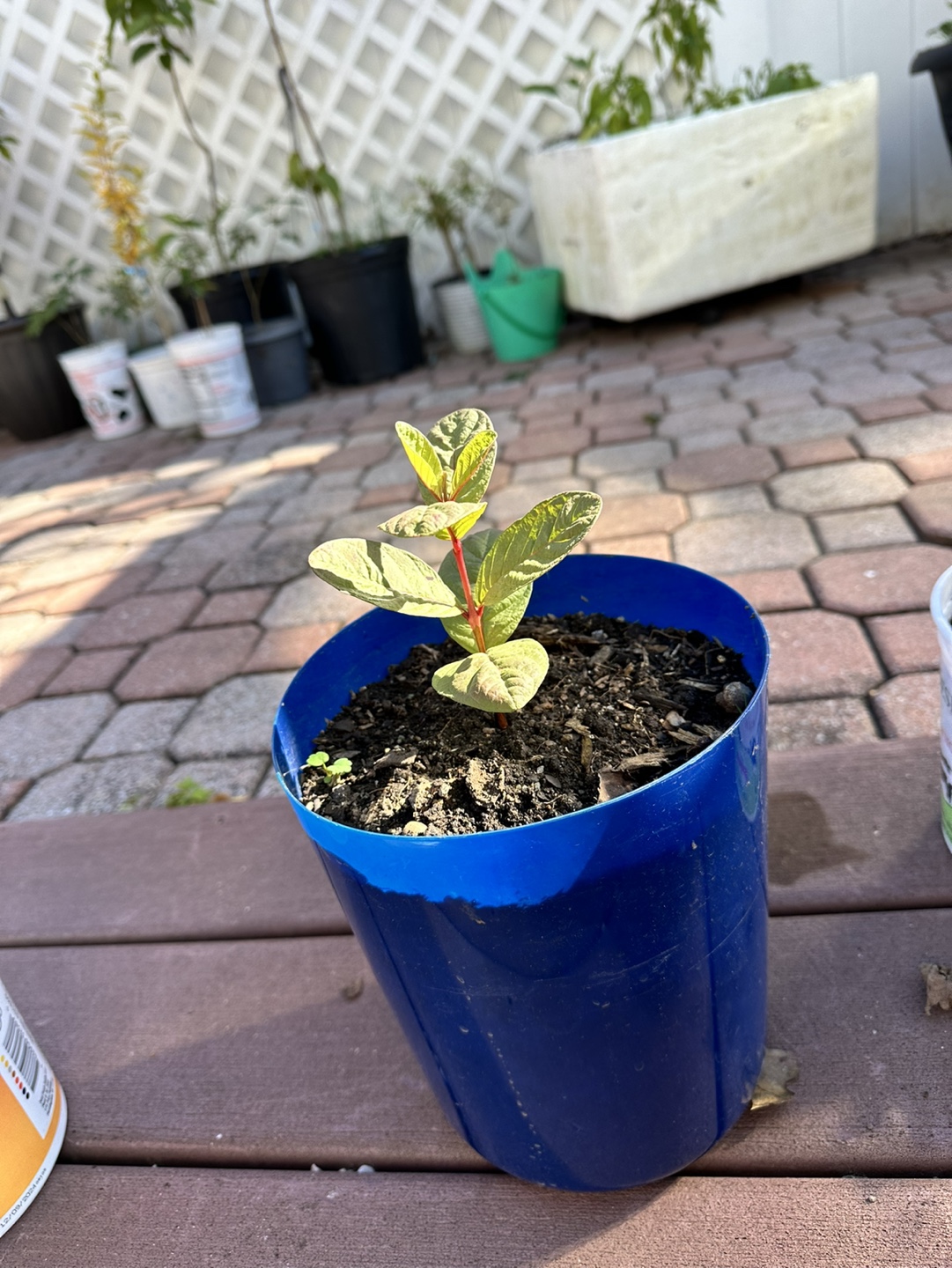 Guava Sapling