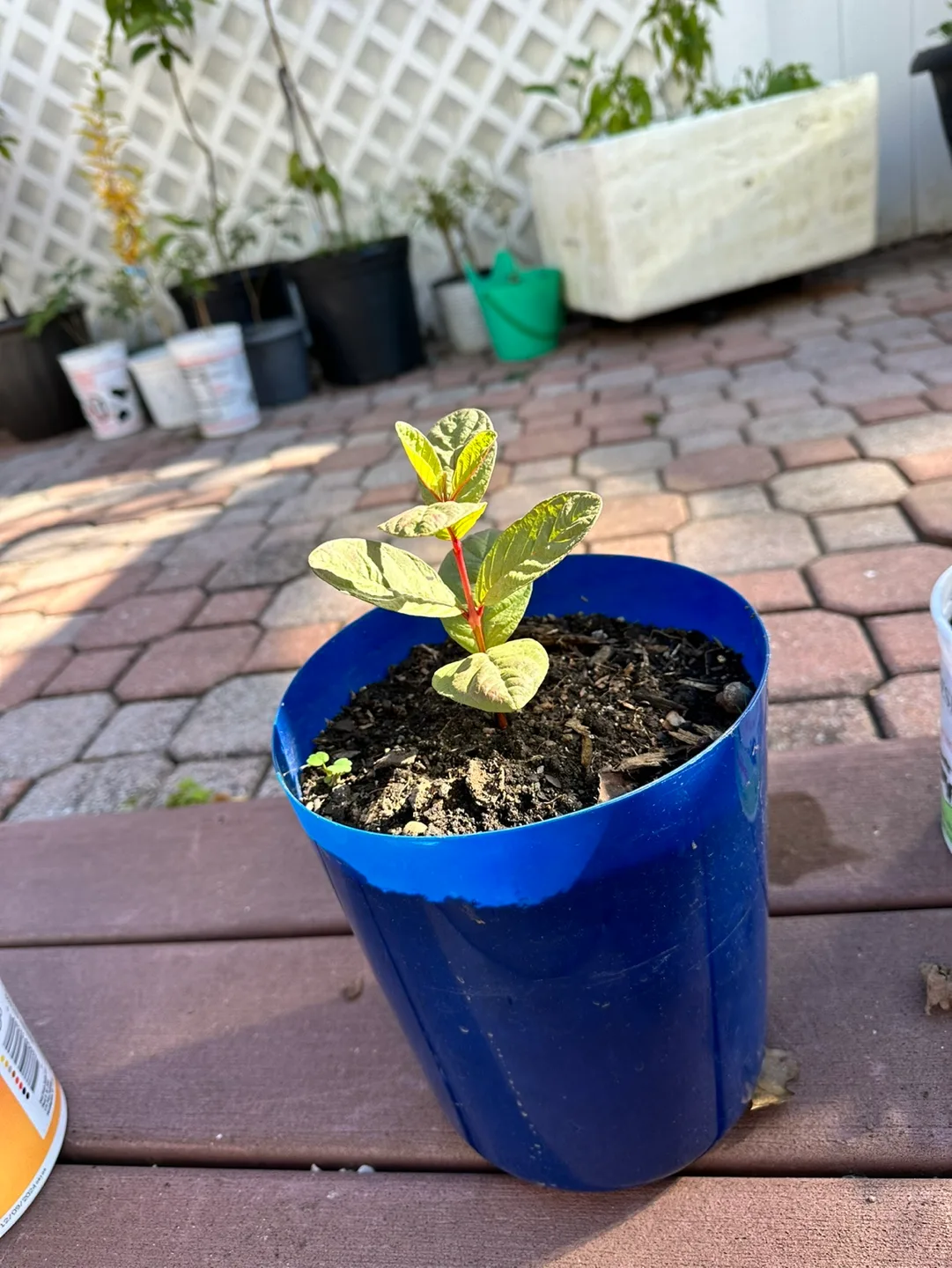 Guava Sapling thumbnail
