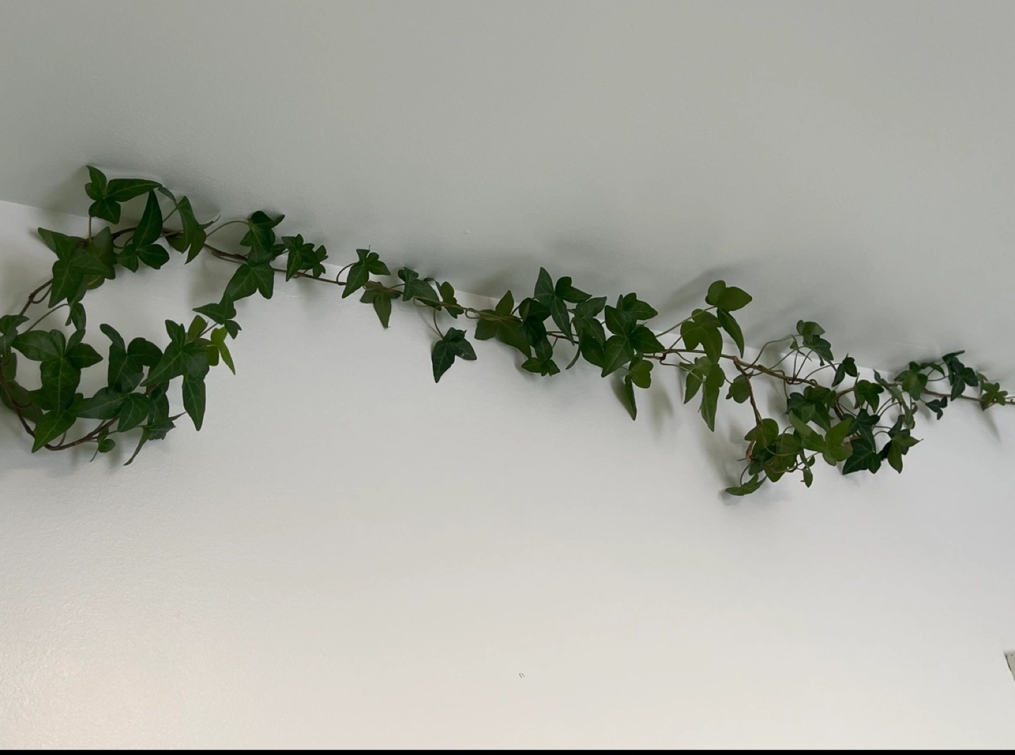 Large garland ivy plant - photo 3
