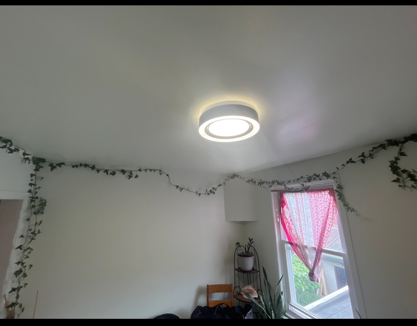 Large garland ivy plant - photo 2