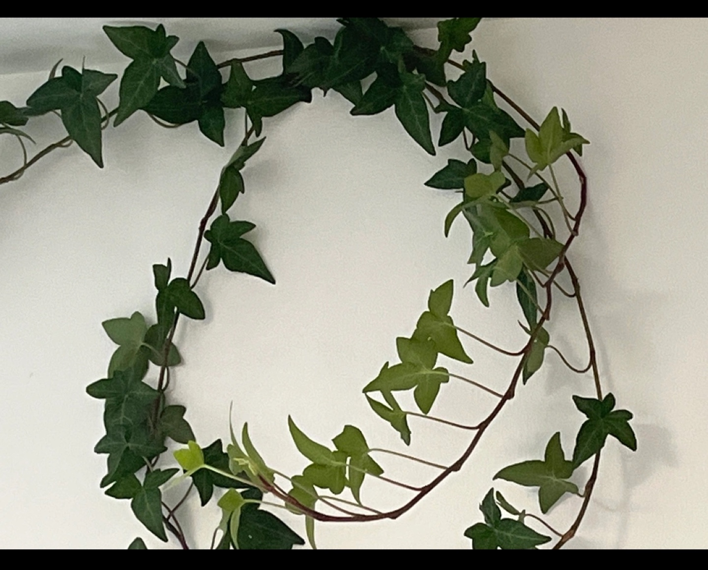 Large garland ivy plant - photo 4