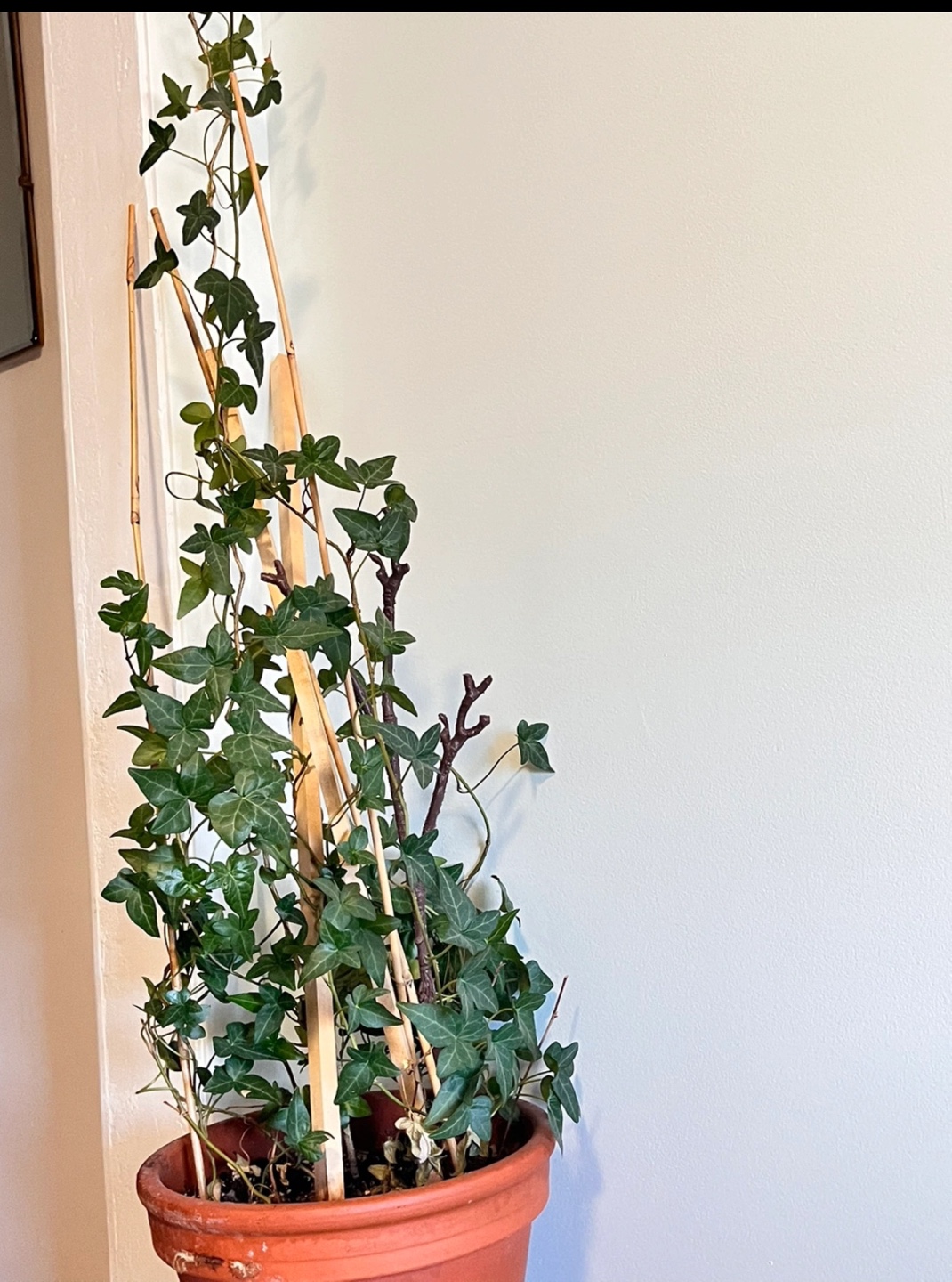 Large garland ivy plant