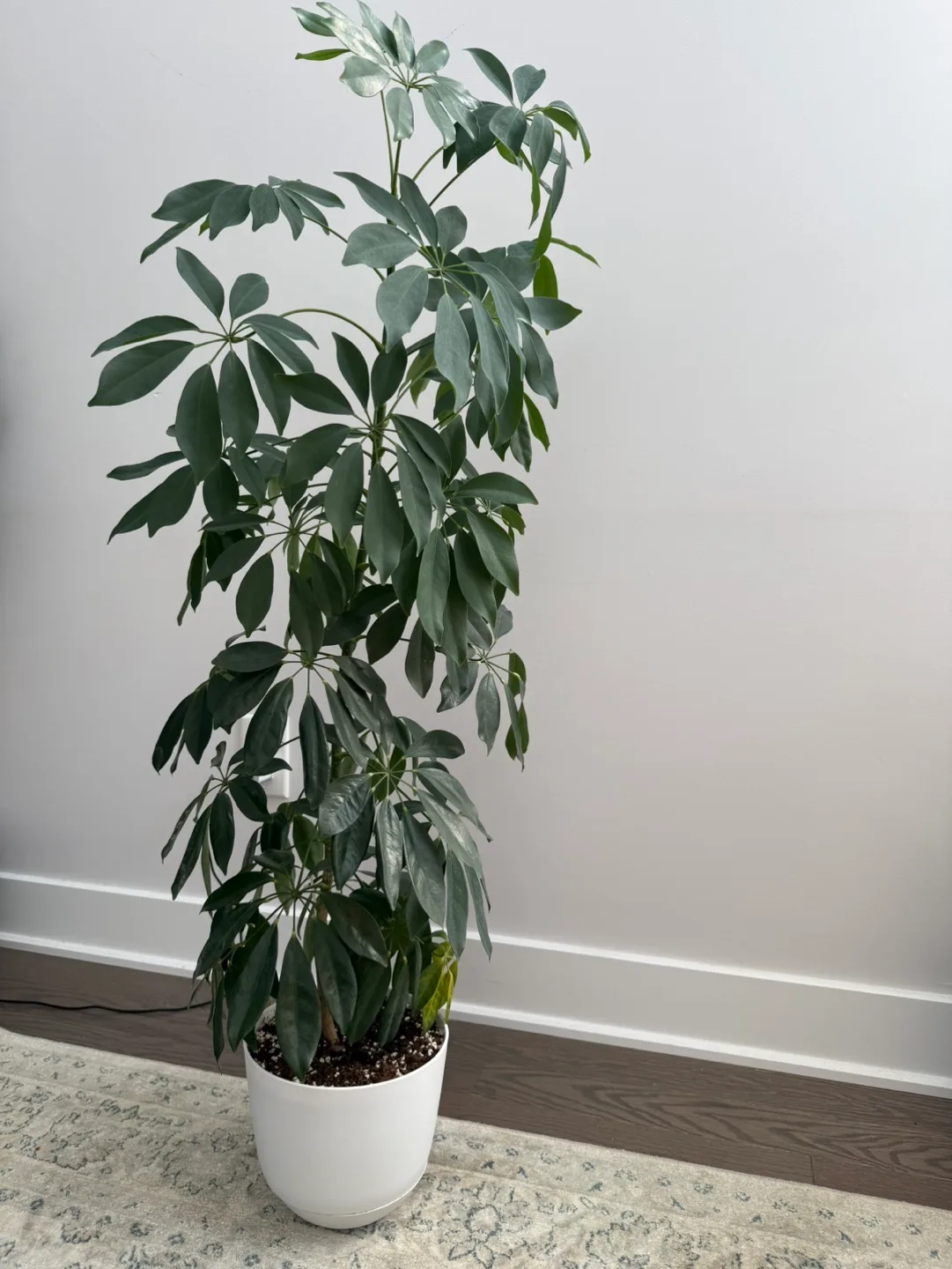 Large Umbrella Plant image indicator(2)