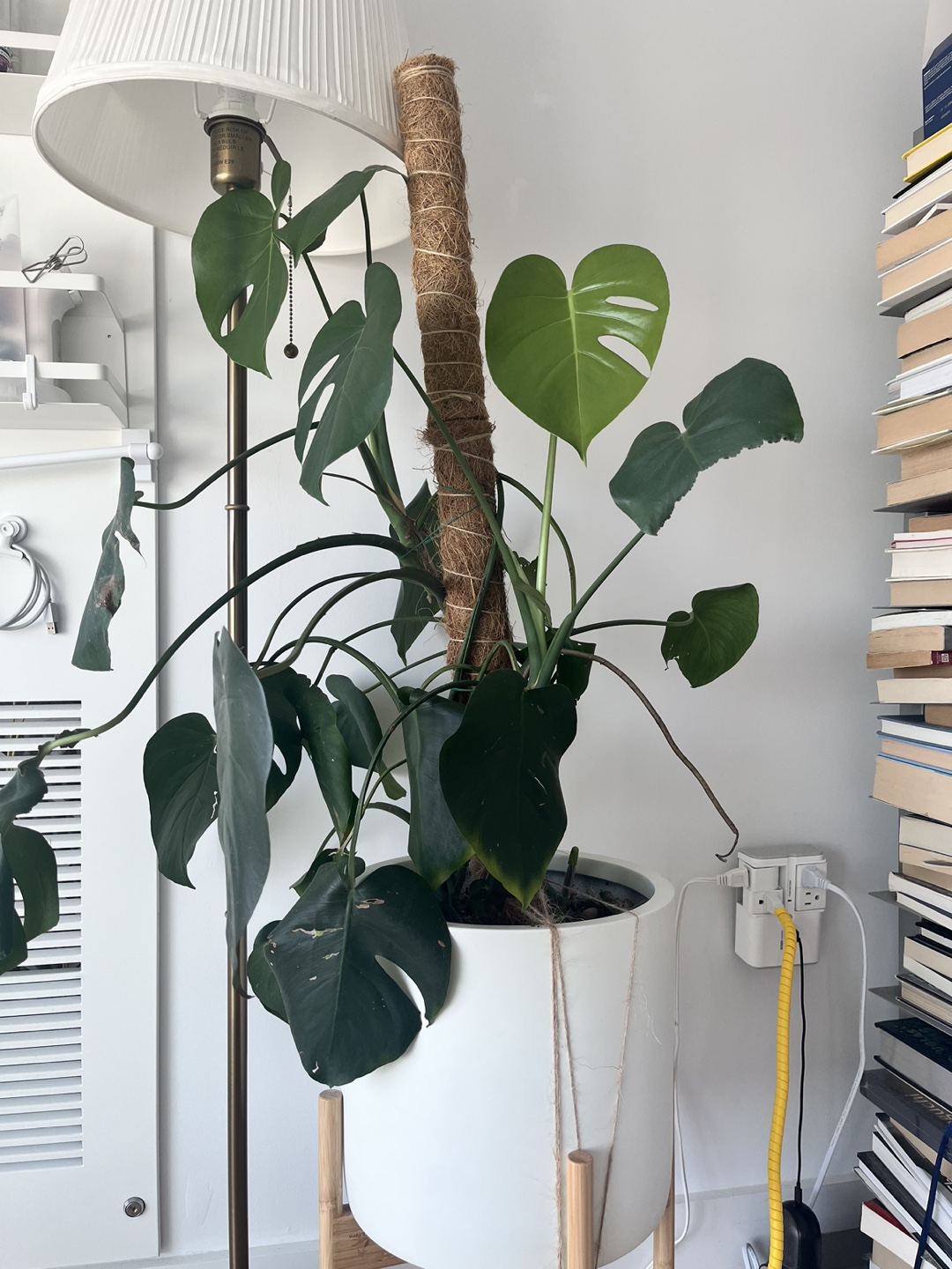 Monstera Deliciosa Plant