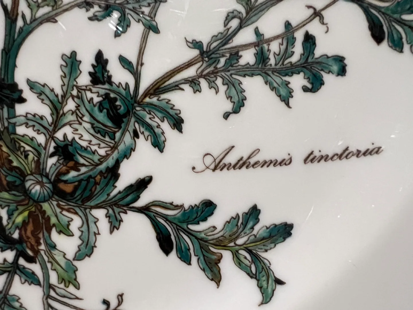 Villeroy & Boch Botanica Dinner place setting image indicator(4)