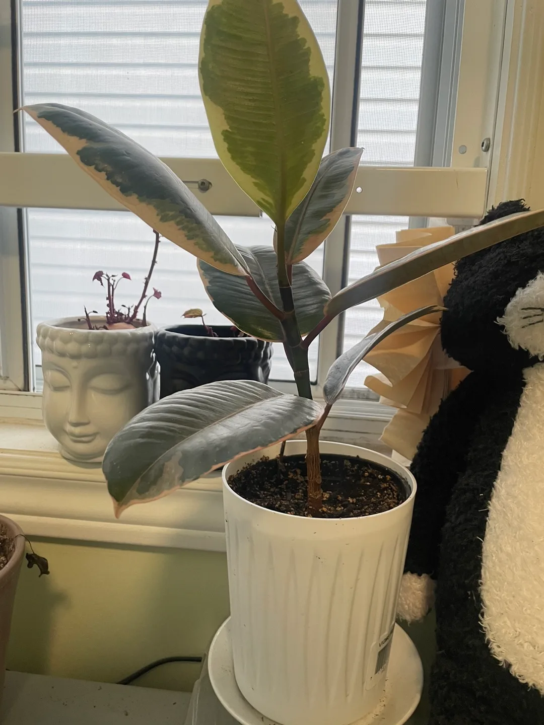 Fiddle Leaf Fig Plant image indicator(2)