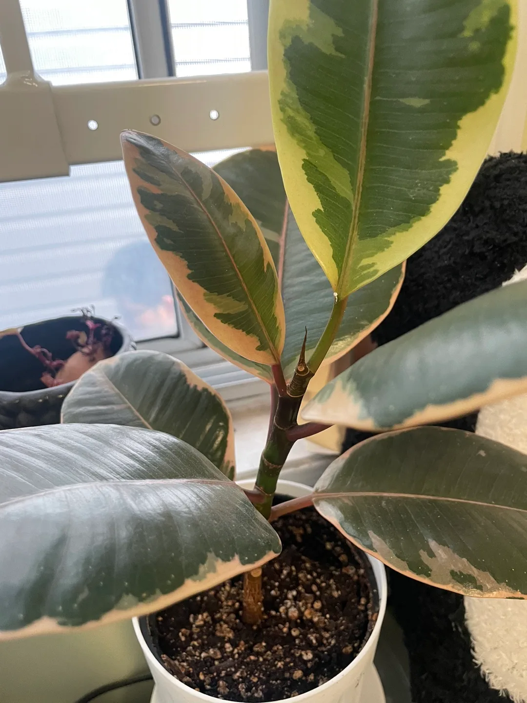 Fiddle Leaf Fig Plant thumbnail