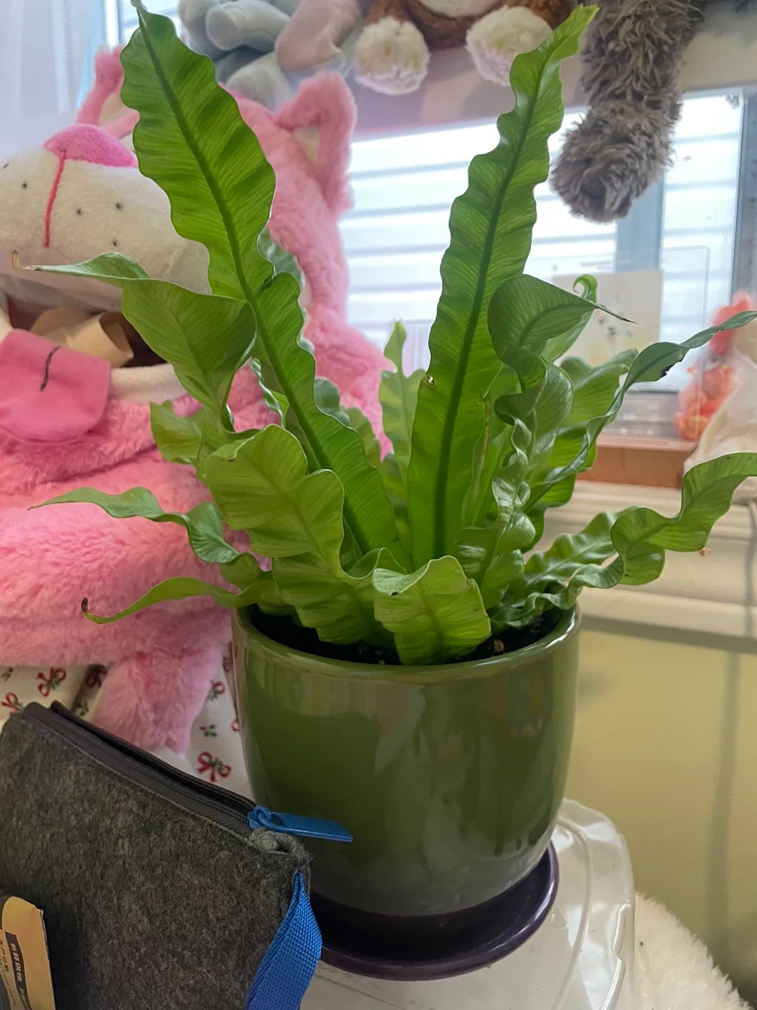 Bird's Nest Fern thumbnail