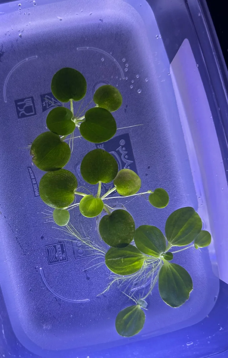 🥕🔄 Free Frogbit (Limnobium laevigatum) - Pack of 3 #freecycle 🔄🥕 image indicator(2)