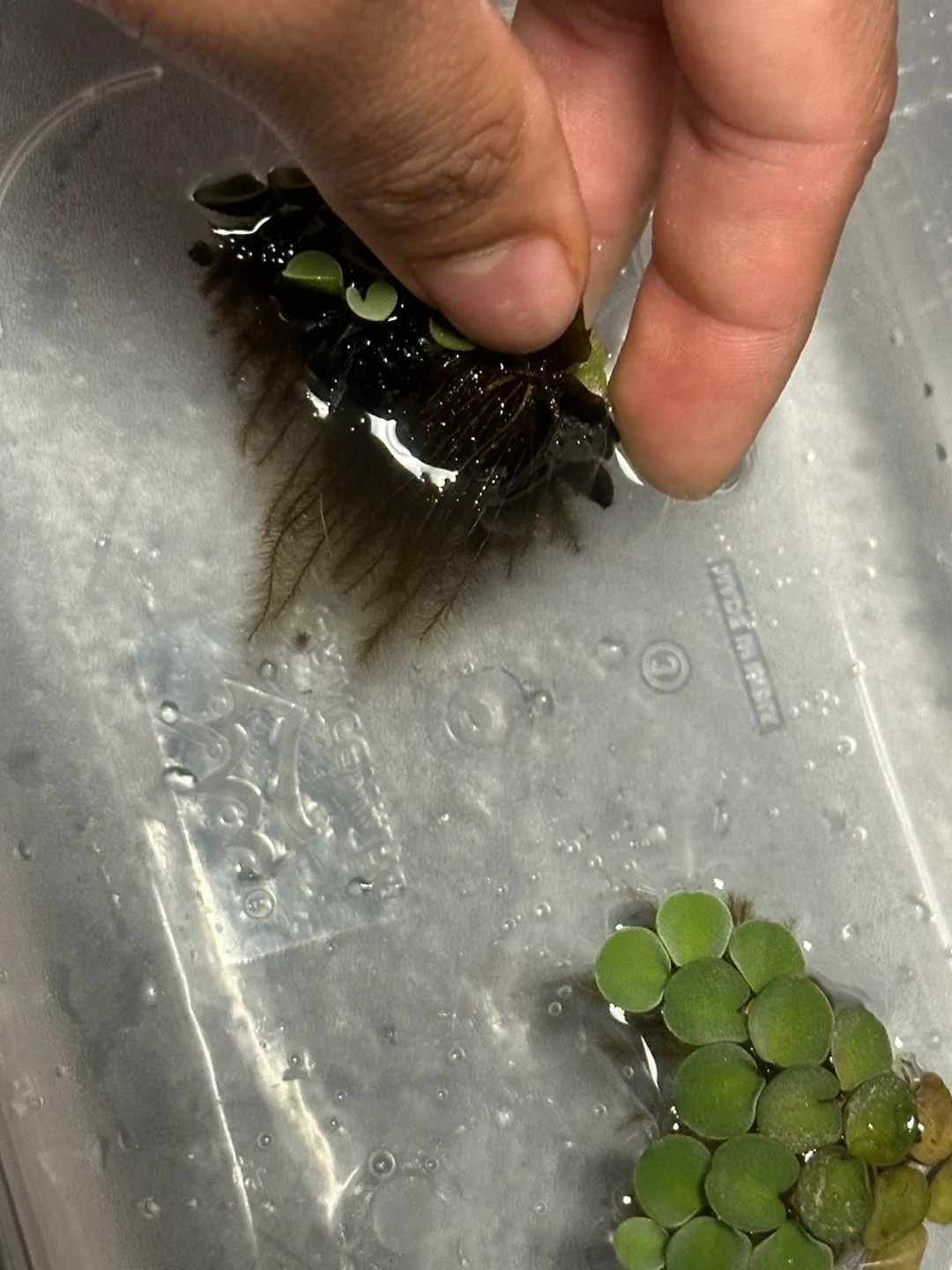 Free Salvinia Cucullata - Floating Aquatic Plant #freecycle image indicator(3)