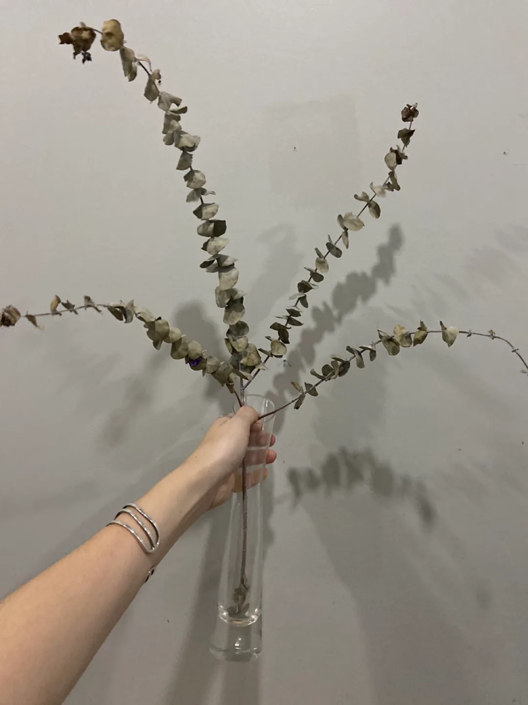 Dried Eucalyptus Stems with vase thumbnail