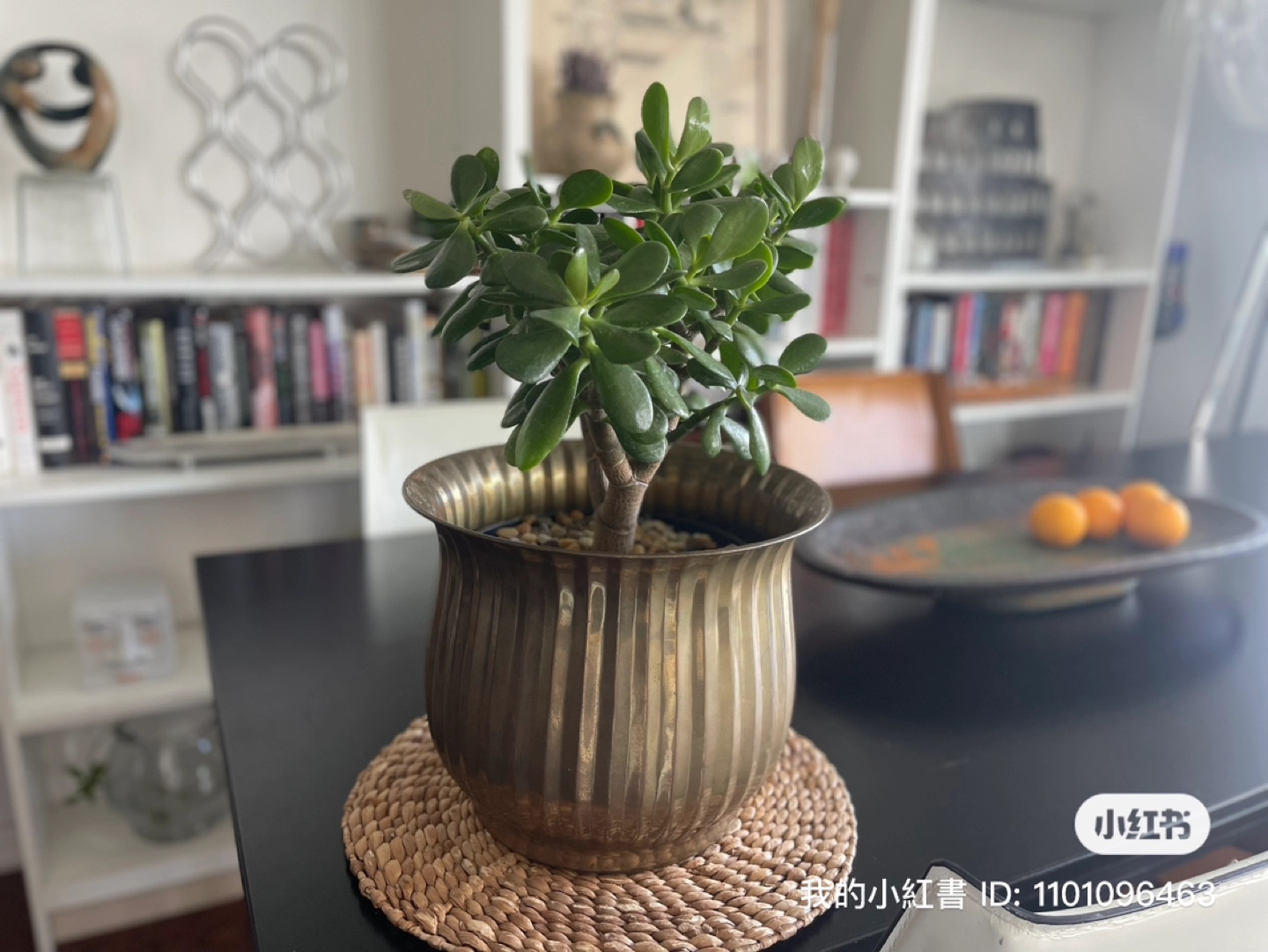 Large Jade Plant in Brass Pot - photo 4
