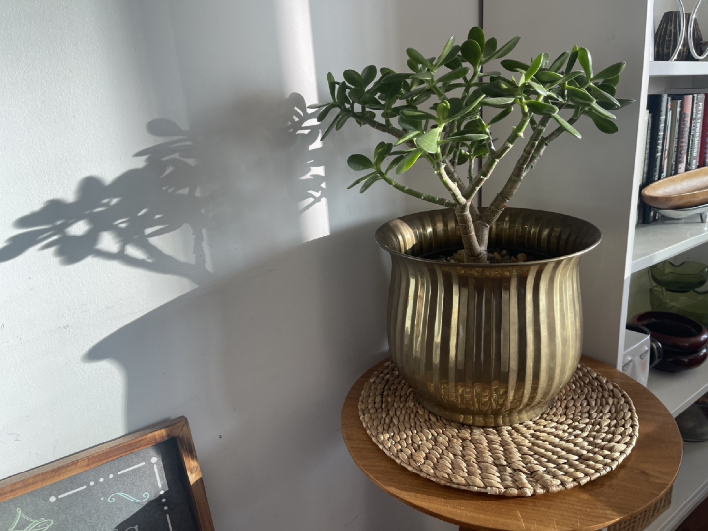 Large Jade Plant in Brass Pot - photo 2