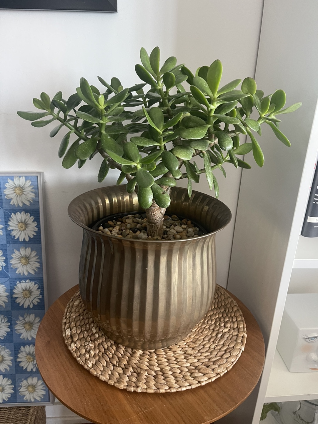 Large Jade Plant in Brass Pot - photo 3