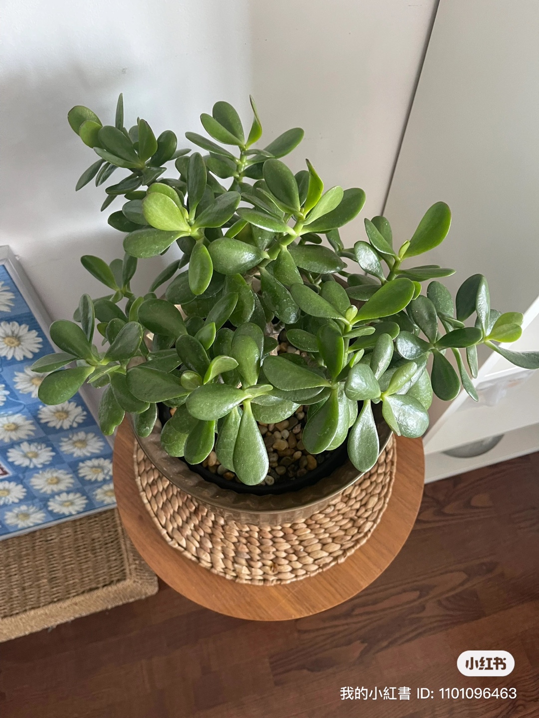 Large Jade Plant in Brass Pot - photo 5