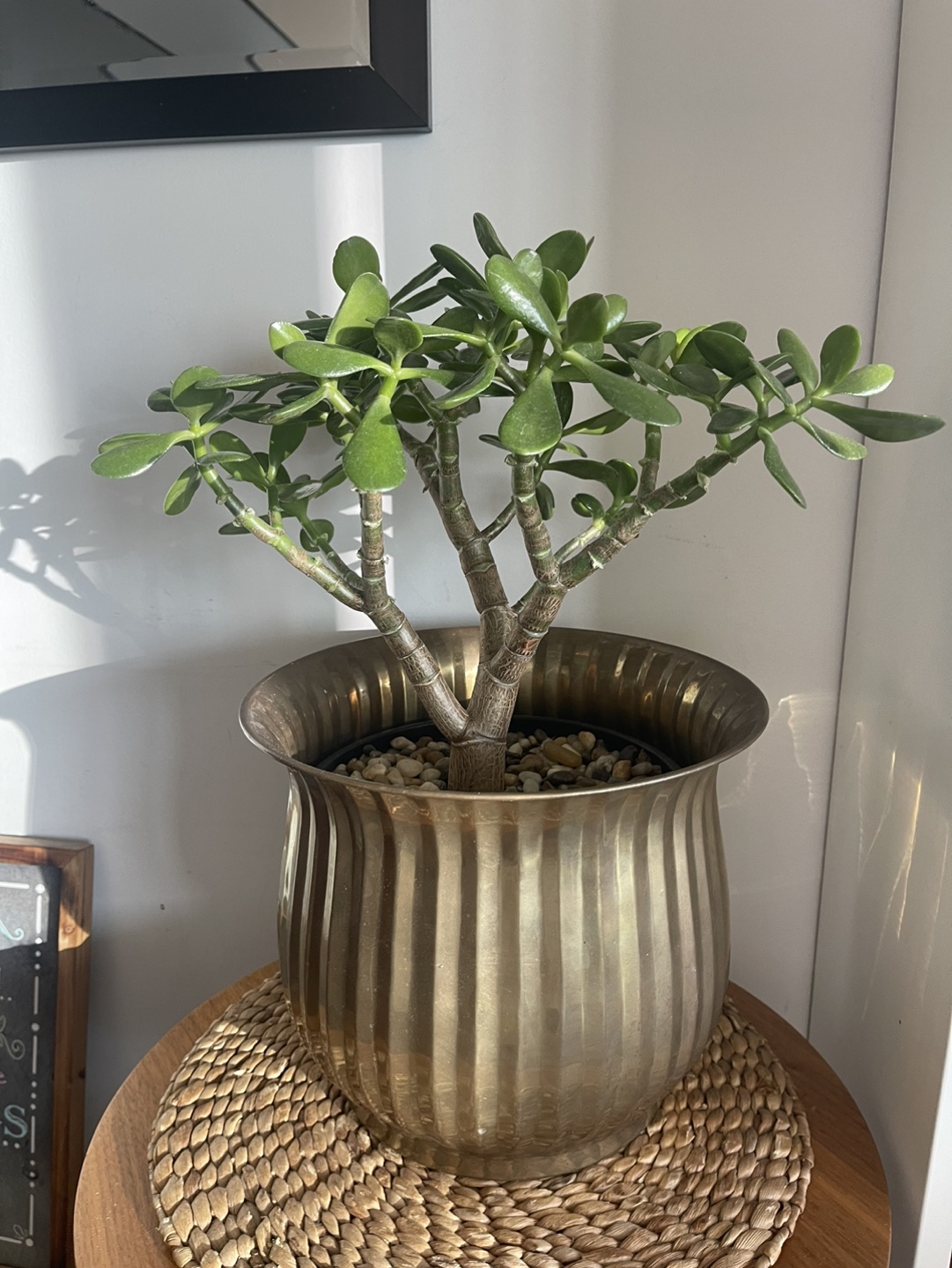 Large Jade Plant in Brass Pot