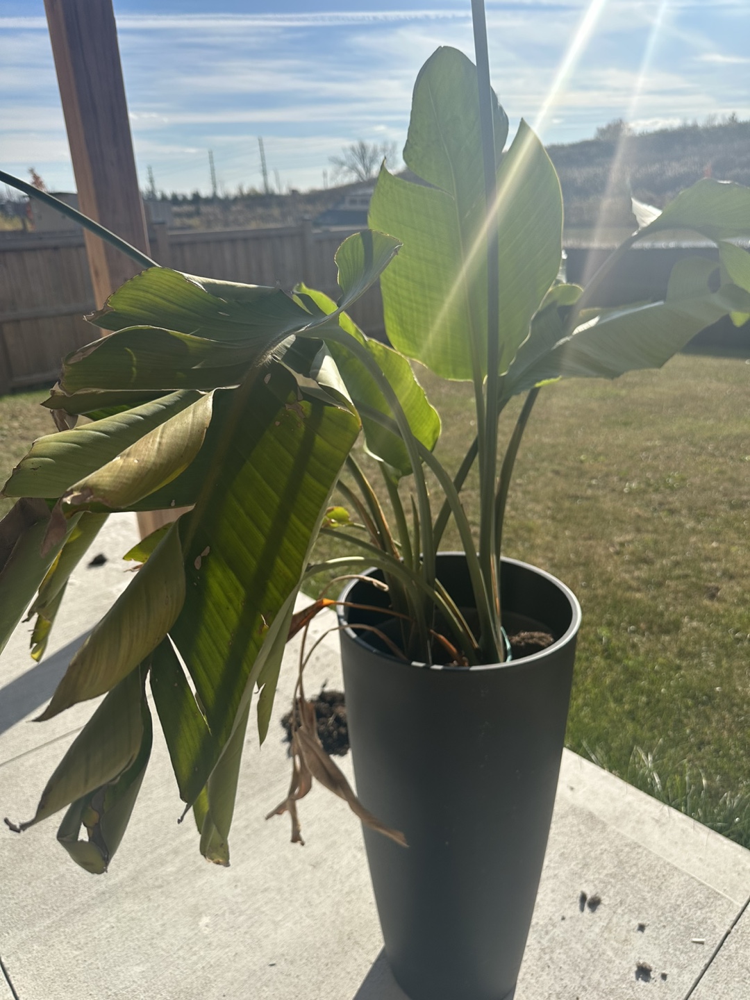 Bird of Paradise Plant