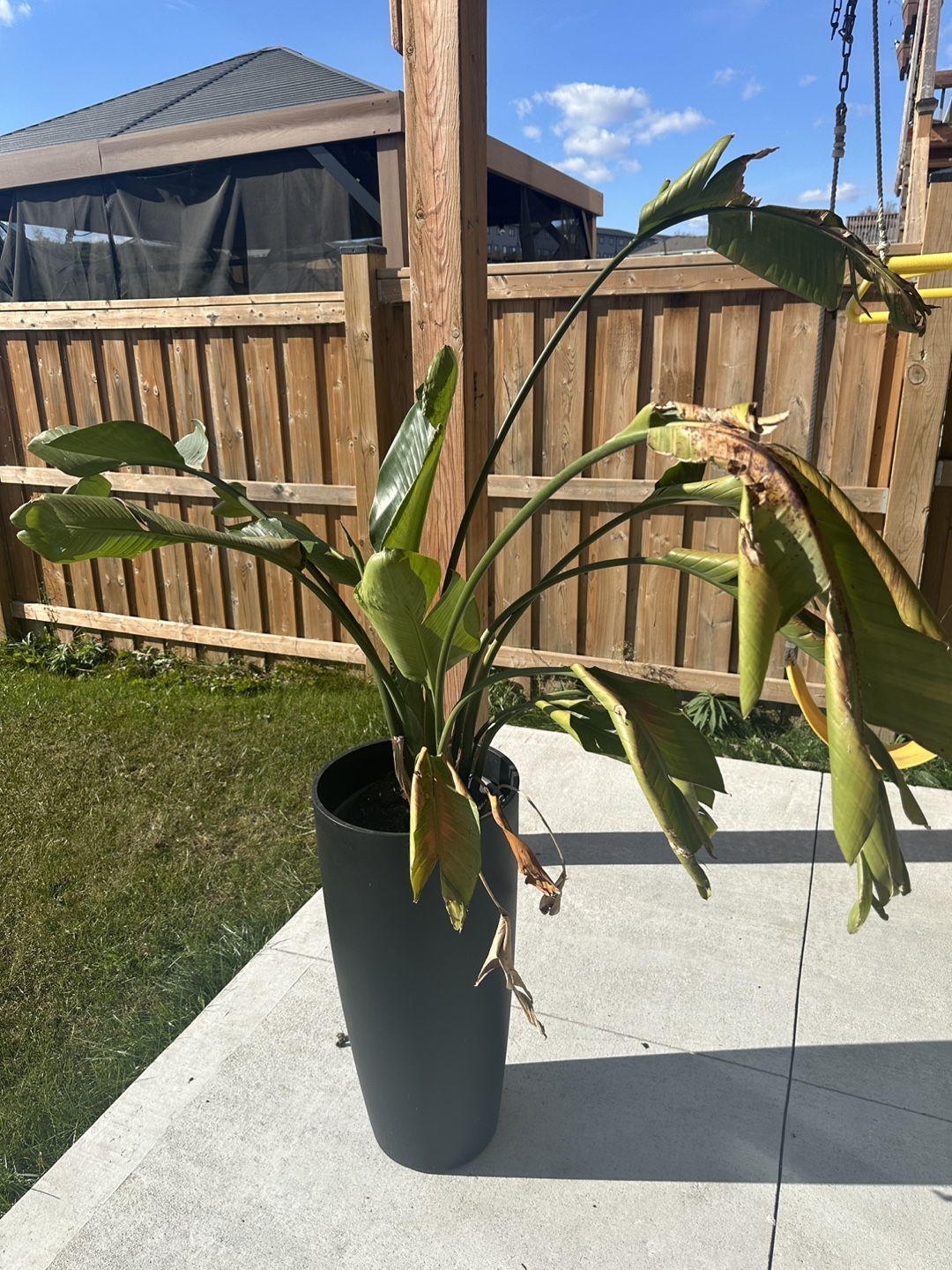 Bird of Paradise Plant - photo 2
