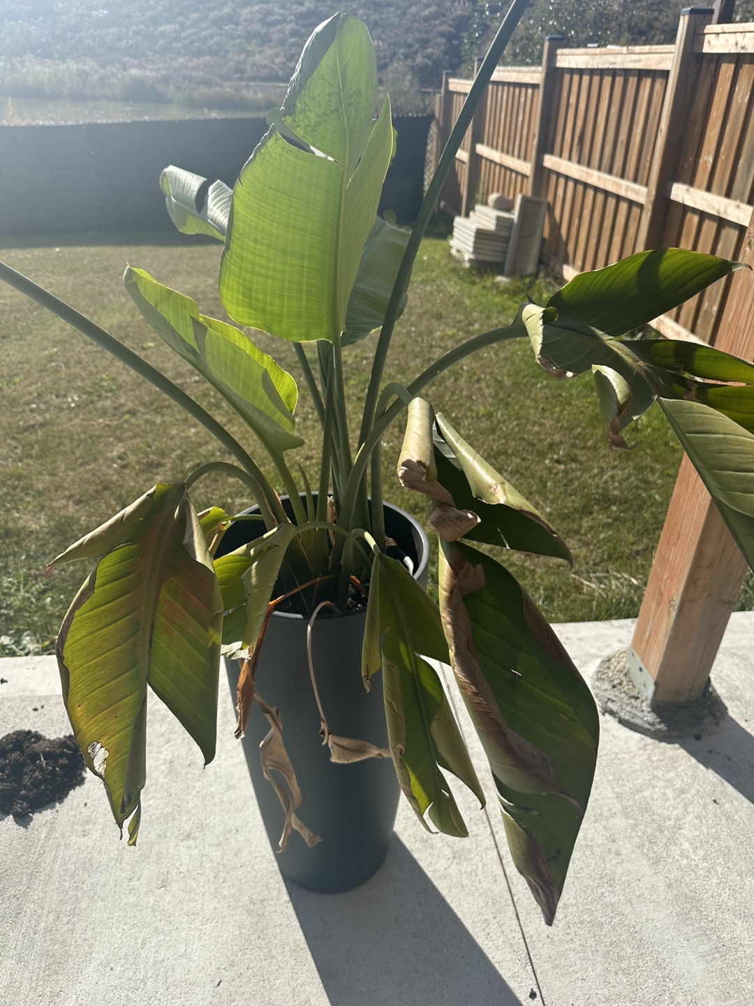 Bird of Paradise Plant - photo 3