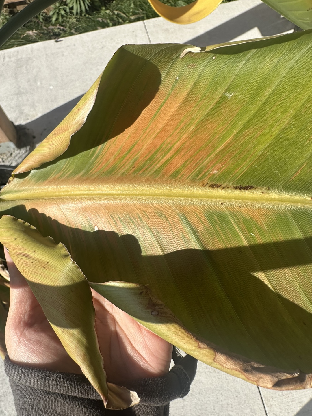 Bird of Paradise Plant - photo 4