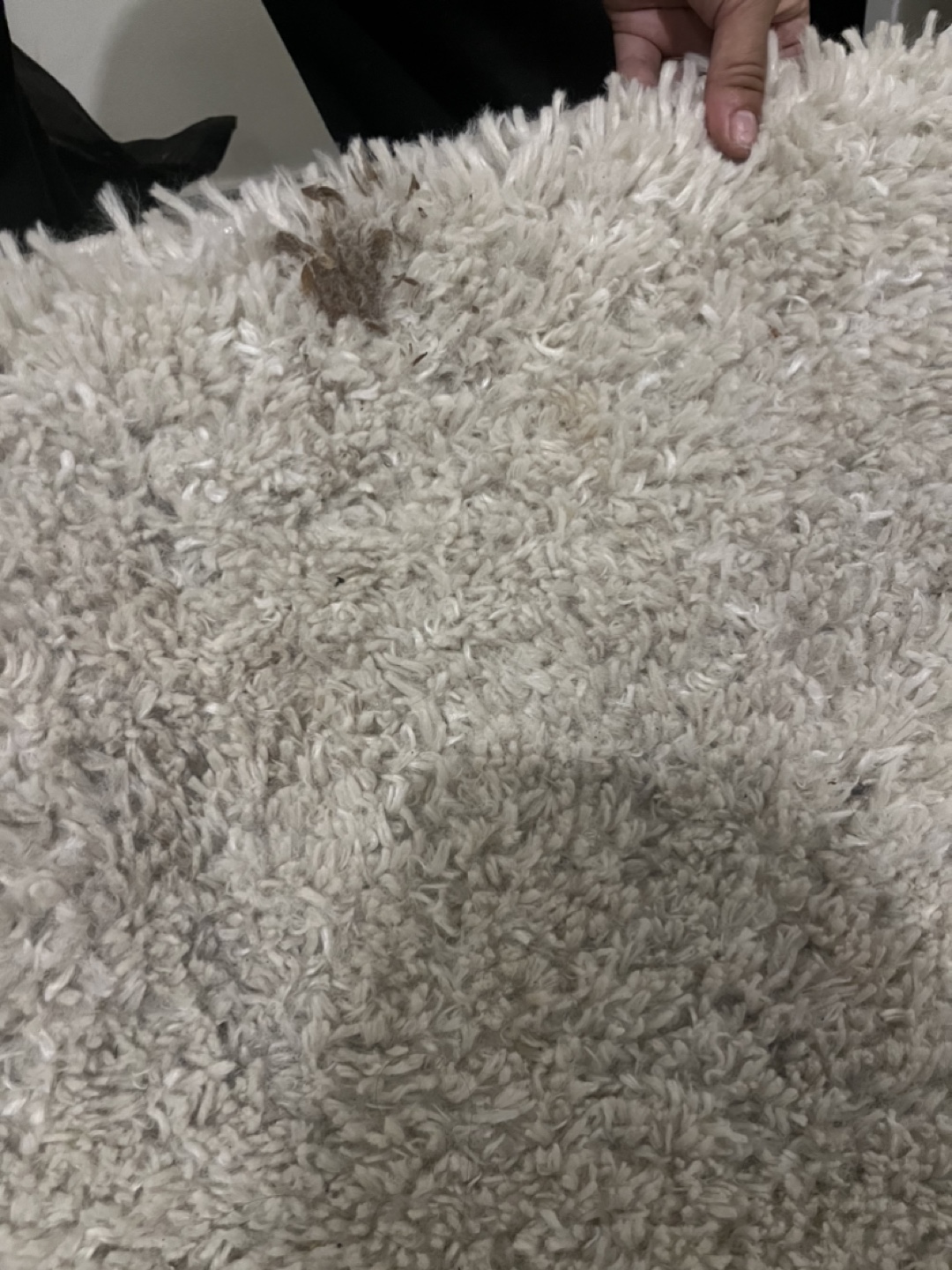 Cream area rug 7’x10’ - Pending - photo 3