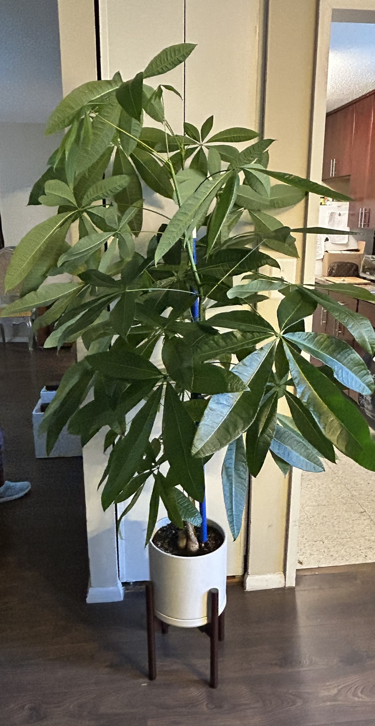 Large Healthy Money Tree Plant