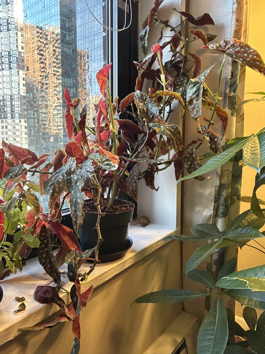 Large Healthy Money Tree Plant - photo 4