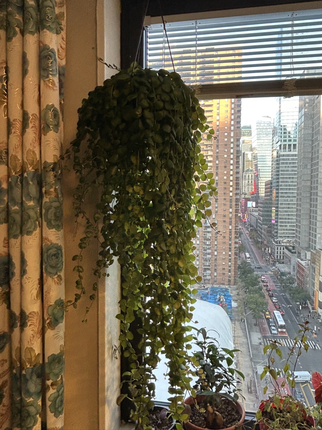 Large Healthy Money Tree Plant - photo 3