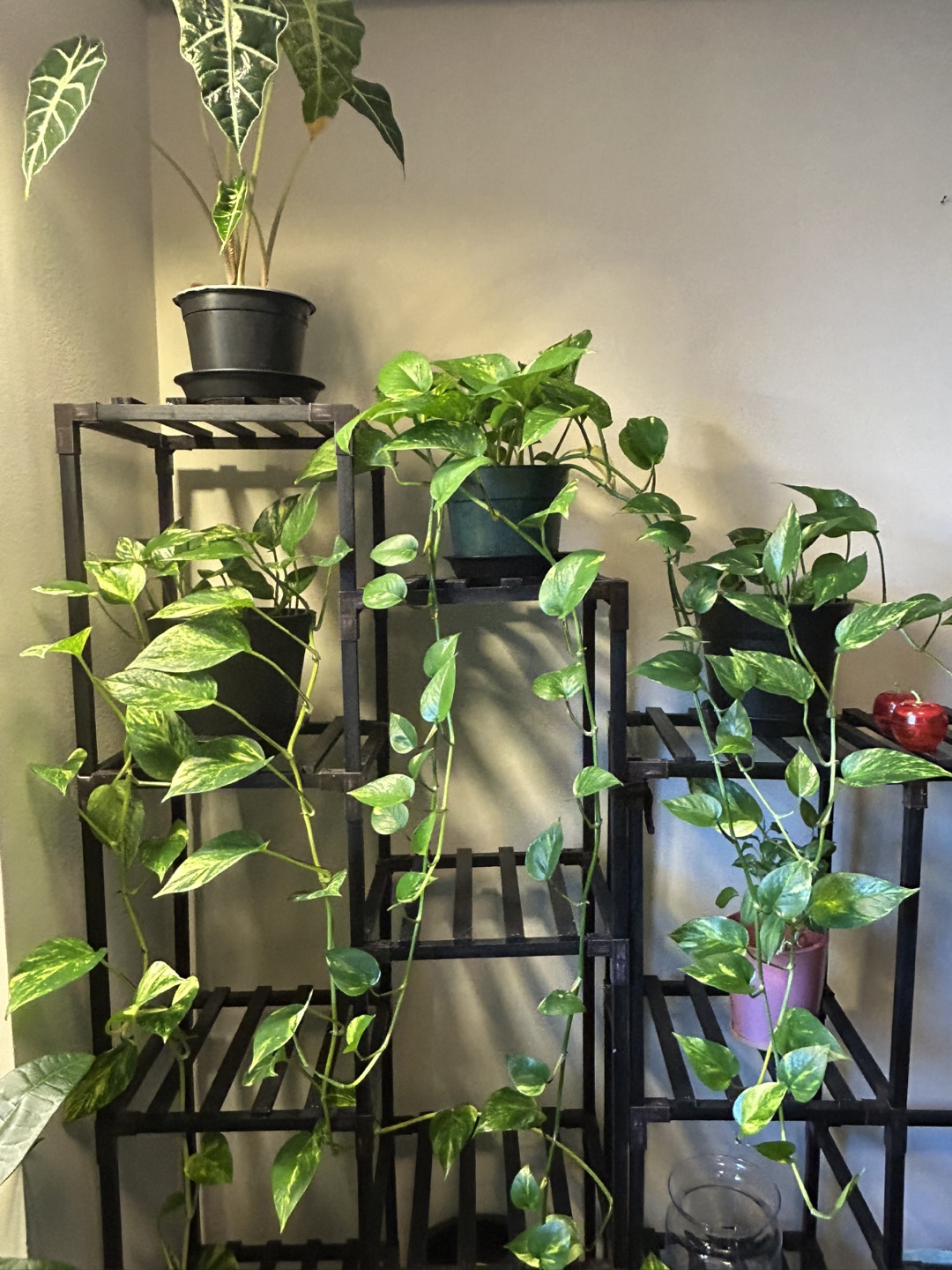 Large Healthy Money Tree Plant - photo 5