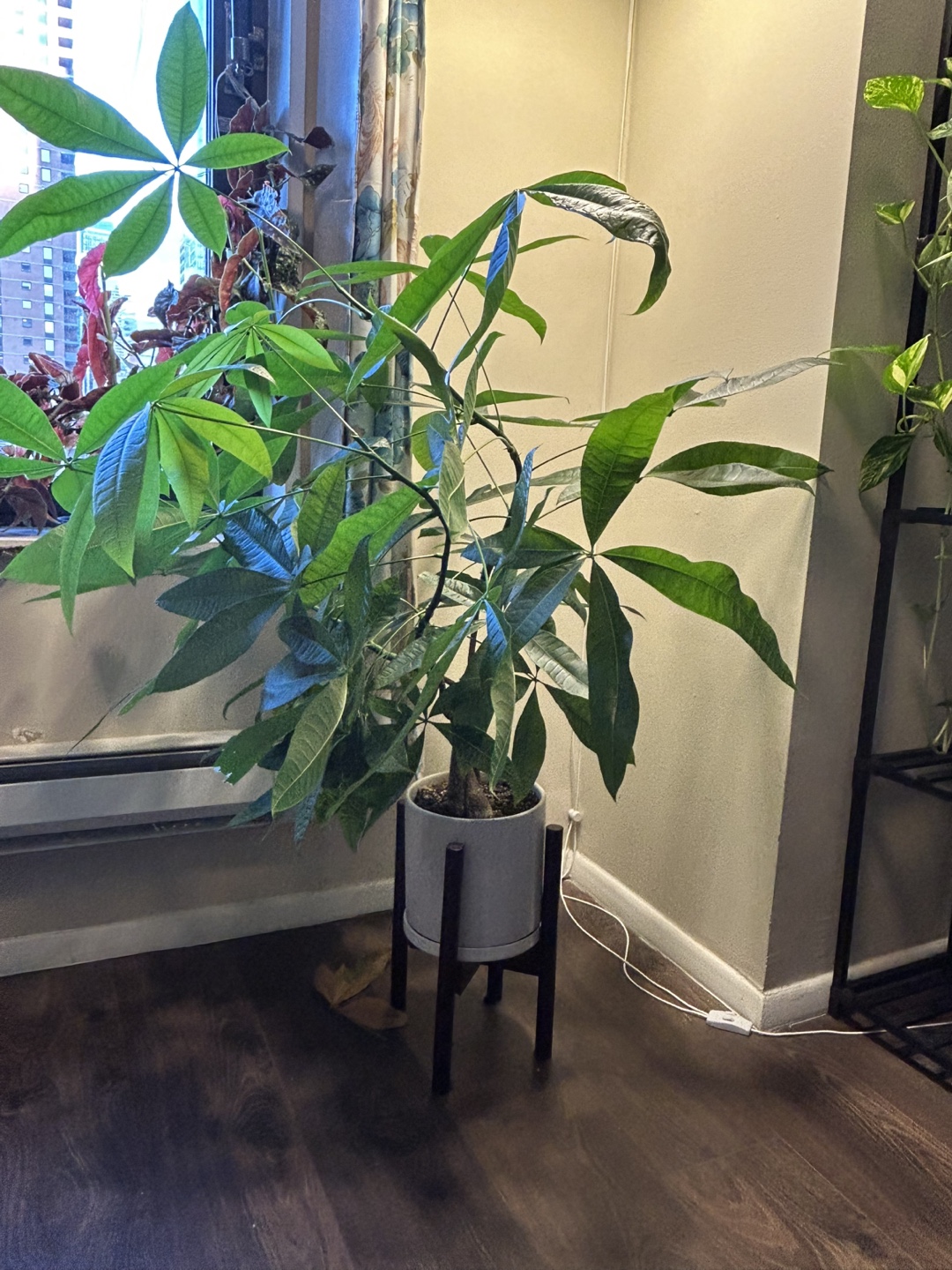 Large Healthy Money Tree Plant - photo 2