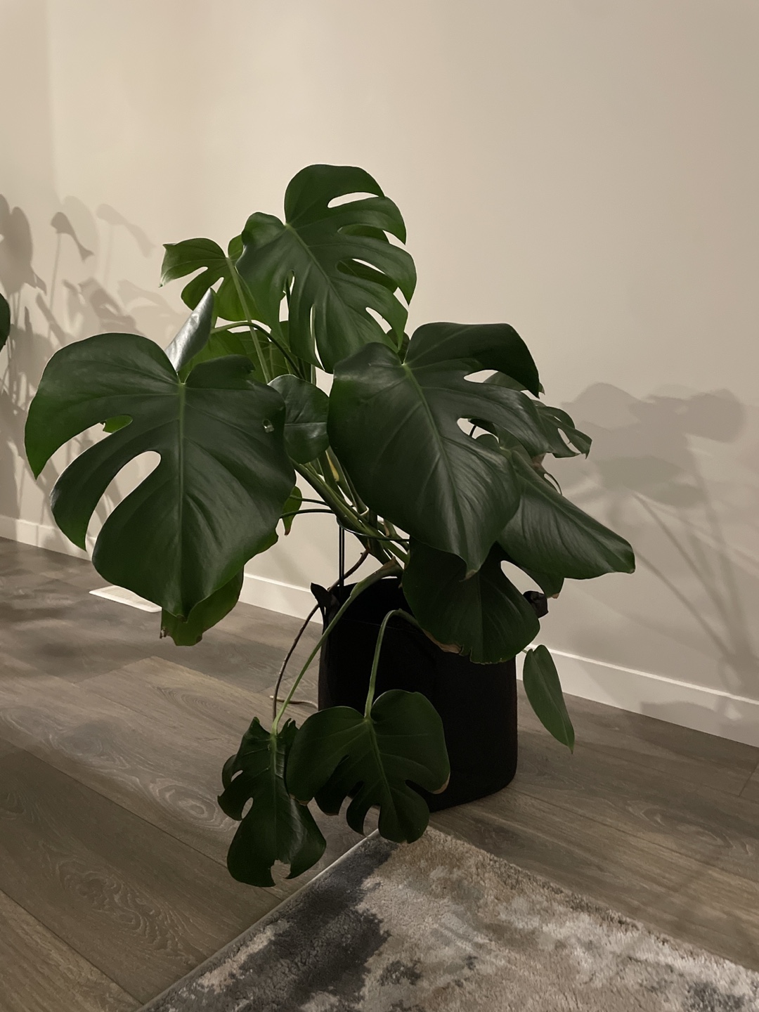 Large Monstera Deliciosa Plant