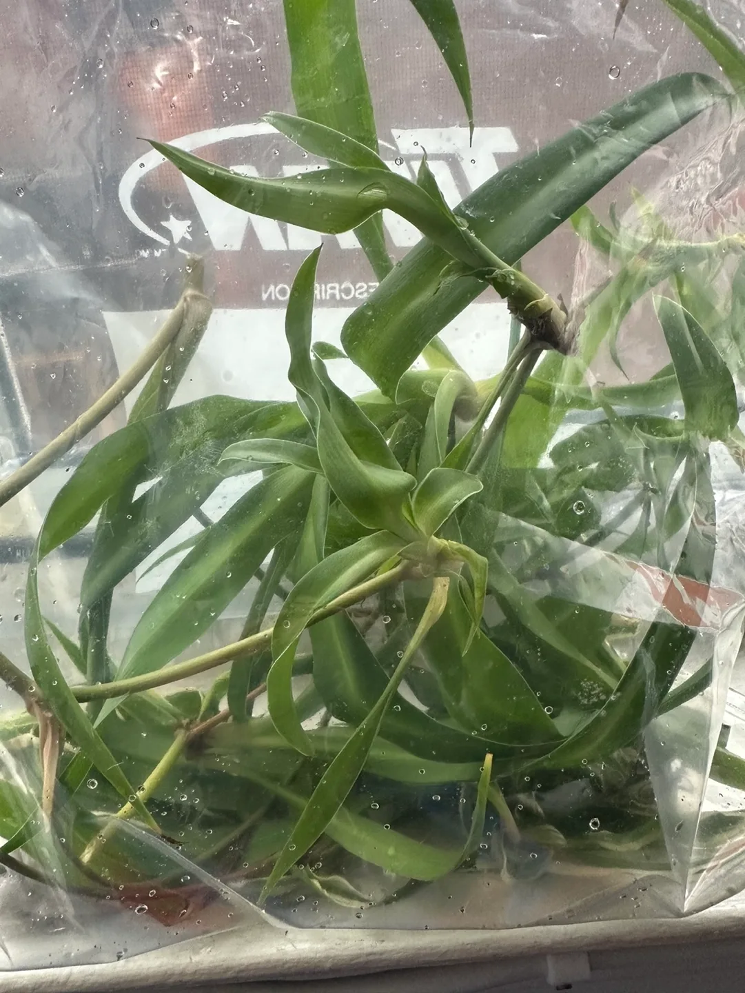 Spider Plant Cuttings #freecycle thumbnail