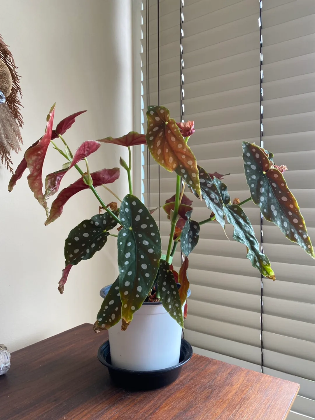 Polka Dot Begonia Plant 16” tall thumbnail