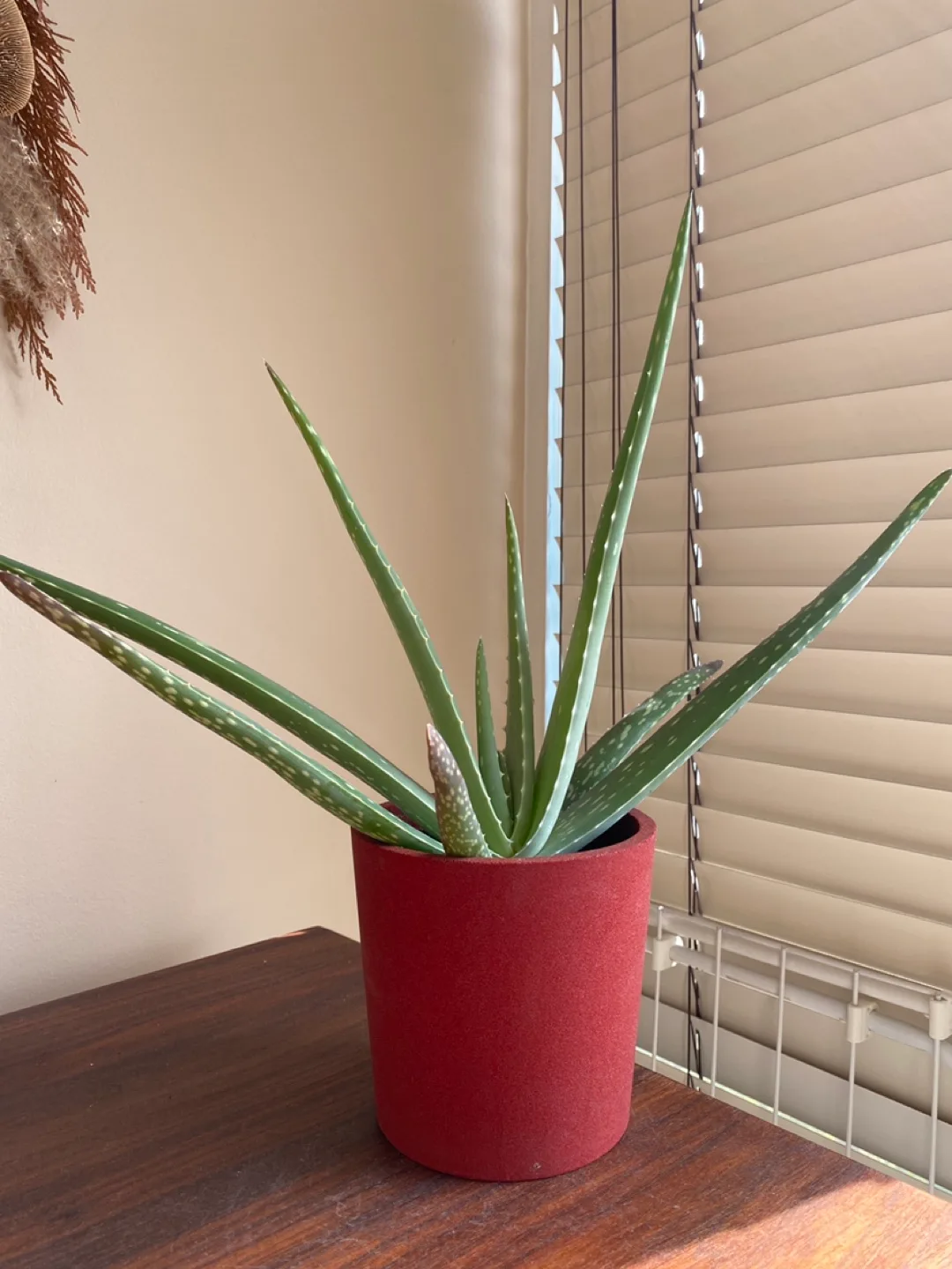 Aloe Vera Plant 15” tall thumbnail
