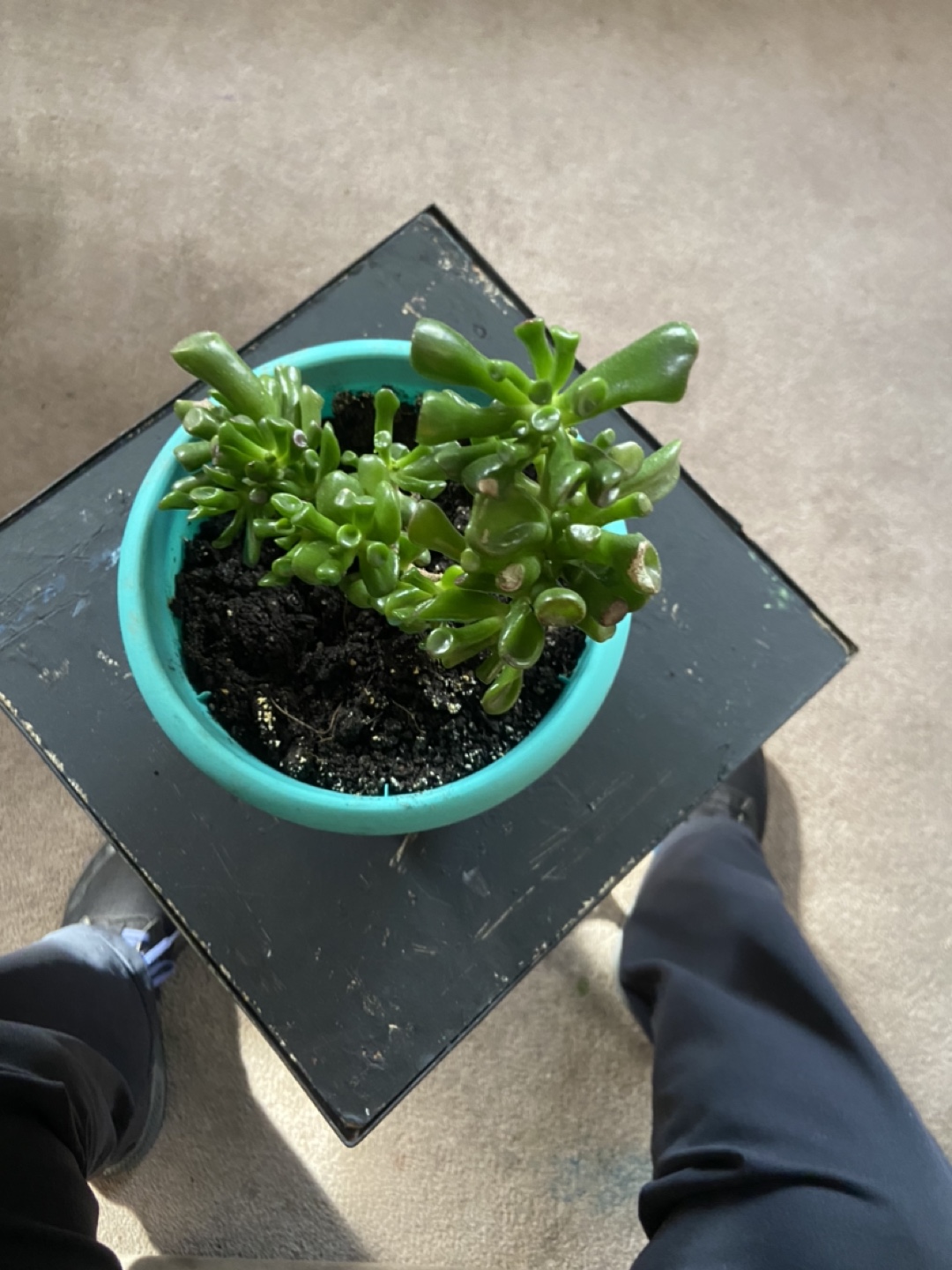 Jade Plant Cuttings free - photo 2