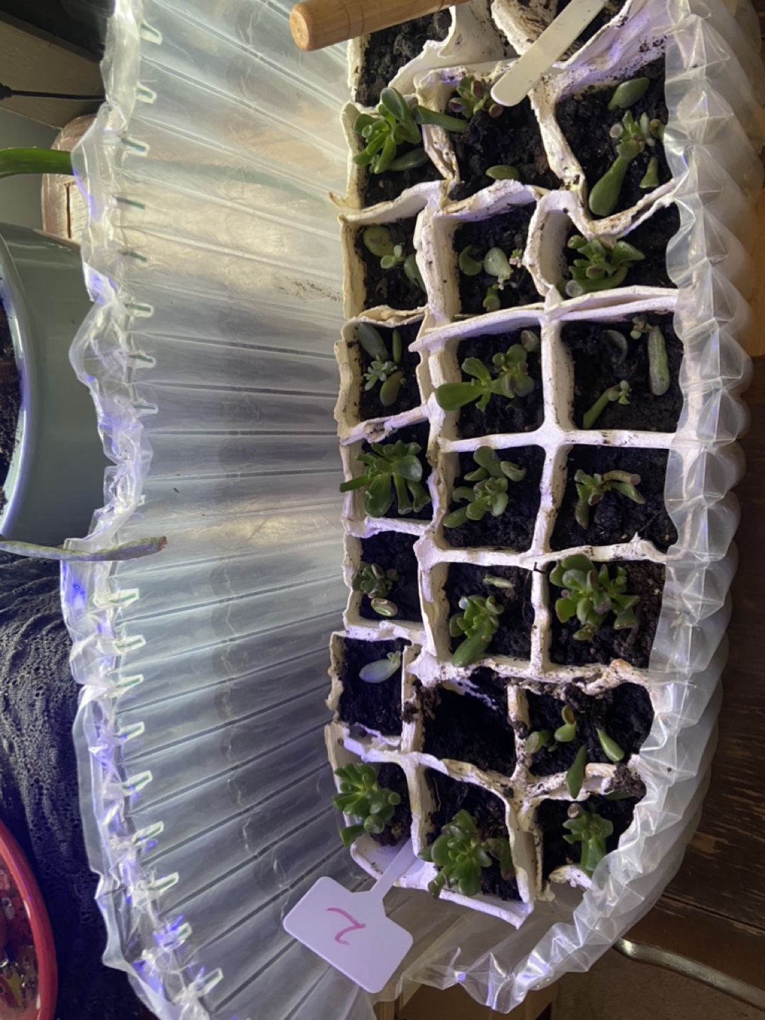 Jade Plant Cuttings free